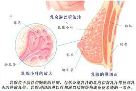 母乳分析仪揭秘乳汁是怎么形成的