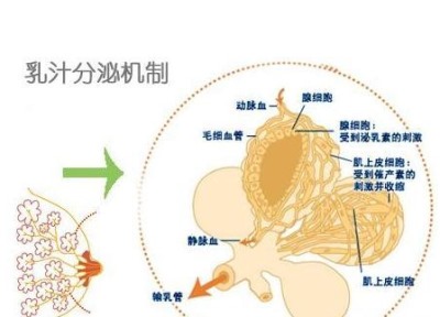 母乳分析仪厂家讲述讲述神奇的乳汁是如何形成的-山东国康 母乳分析仪厂家讲述讲述神奇的乳汁是如何形成的-山东国康