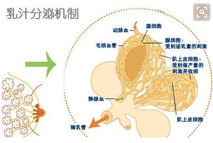 全自动母乳检测仪厂家分析母乳是血液变成的吗? 全自动母乳检测仪厂家分析母乳是血液变成的吗?