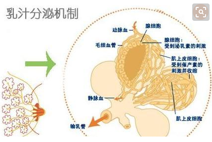 全自动母乳检测仪厂家分析母乳是血液变成的吗？