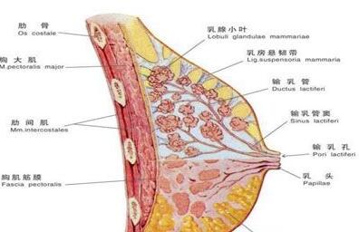 全自动母乳检测仪厂家讲解纯母乳喂养出时乳头疼的原因 全自动母乳检测仪厂家讲解纯母乳喂养出时乳头疼的原因