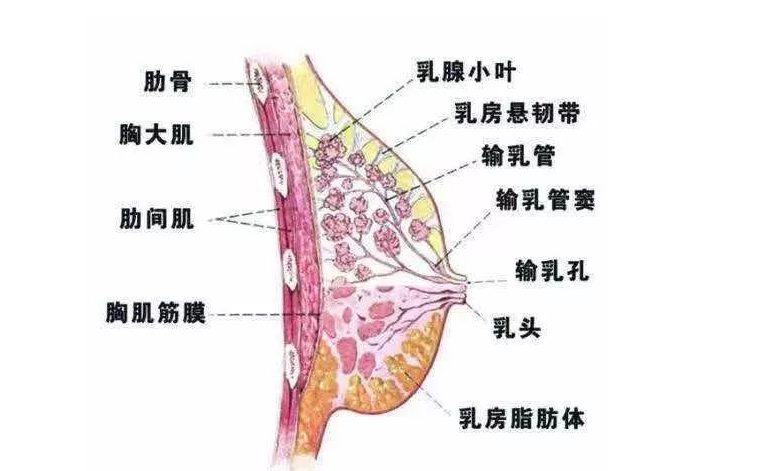 安徽池州母乳成分分析仪厂家：不懂乳房解剖原理的“通乳”就是耍流氓!